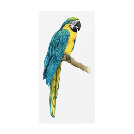 Grace Popp 'Teal Macaw I' Canvas Art,10x19